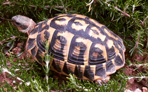 Schildkröte - für ein langes Leben